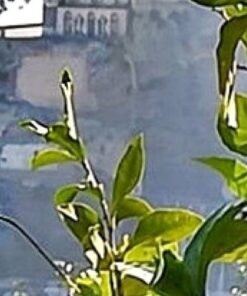 Sentiero dei Limoni - 10 Maggio 2026